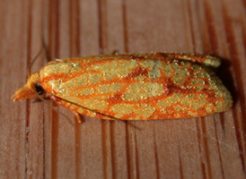 Sulphur Fruit Tortrix